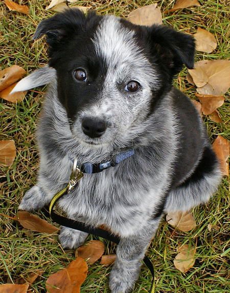 Featured image of post The Best 13 Australian Shepherd Border Collie Blue Heeler Mix Puppy