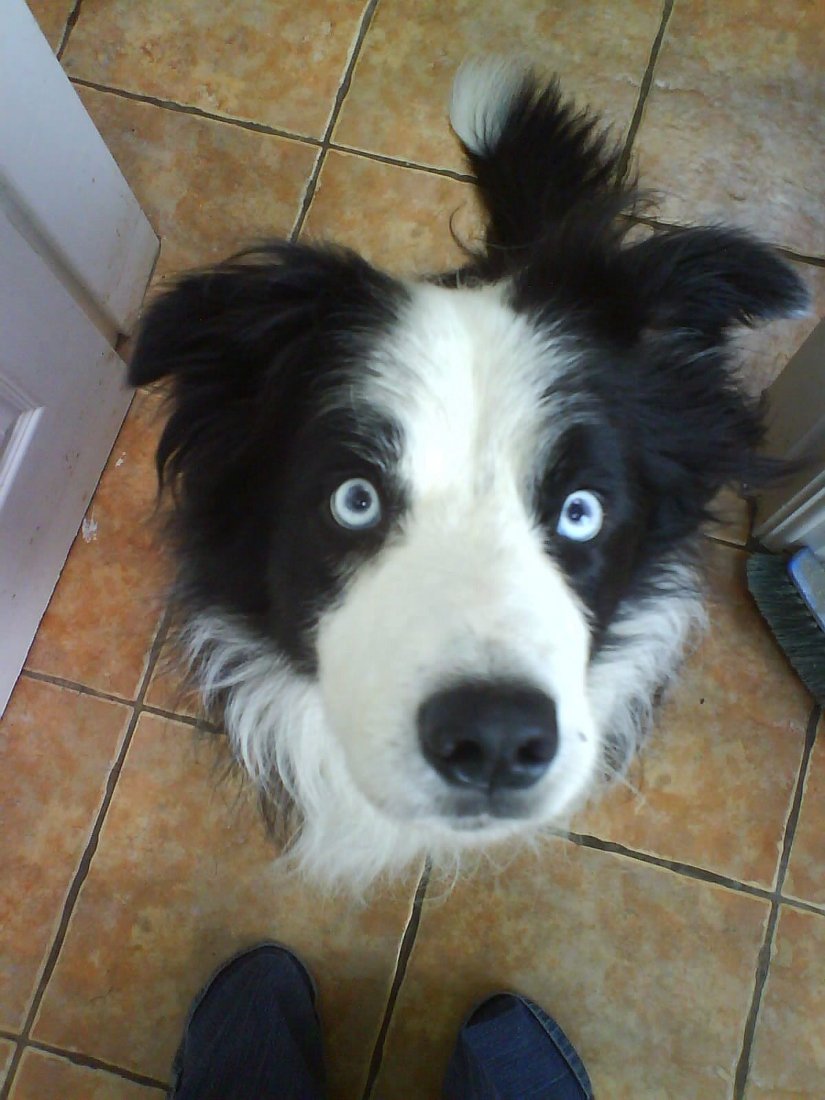 Featured image of post View 5 Black Border Collie Blue Eyes