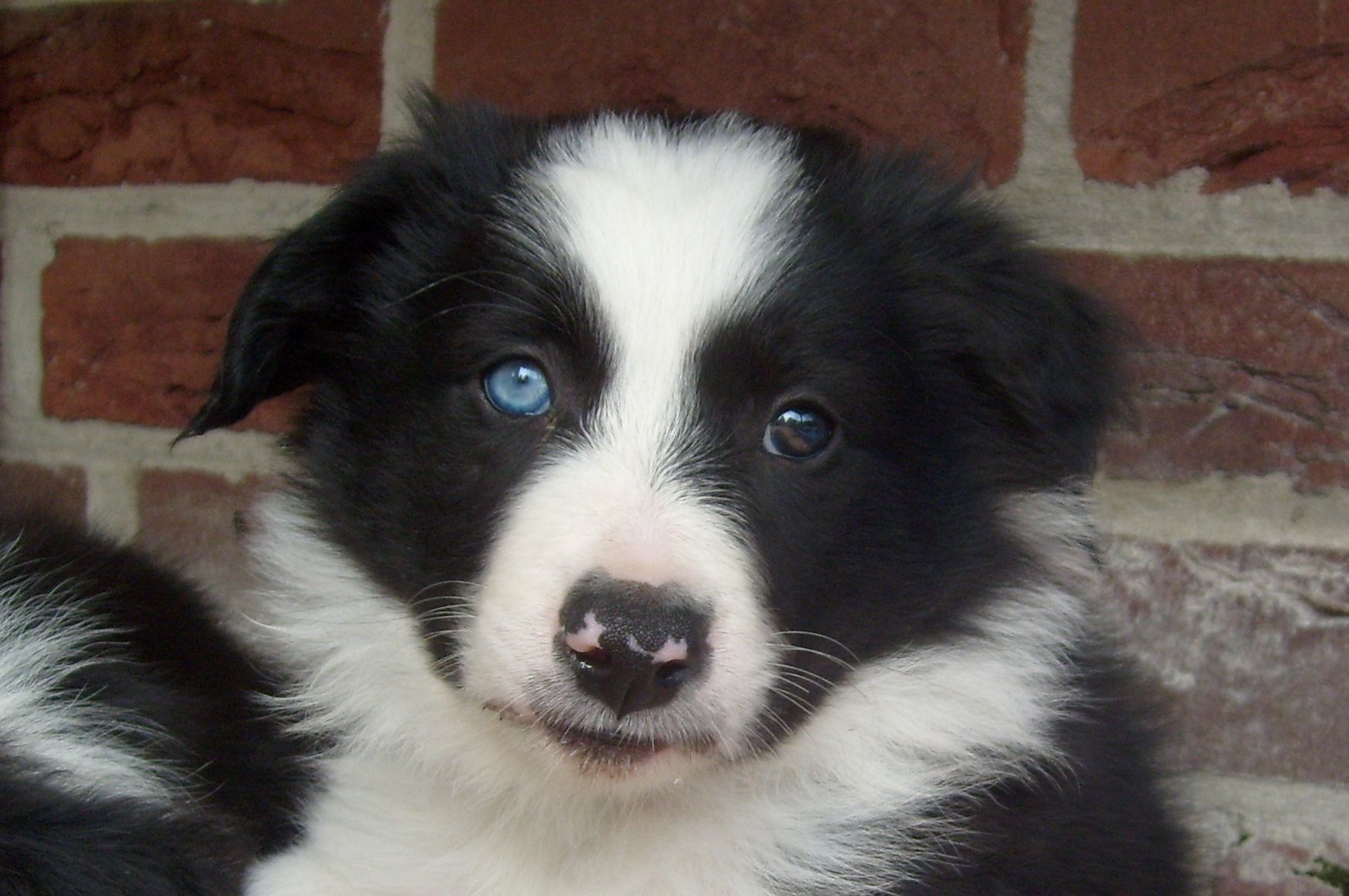 Featured image of post The Best 9 Black Border Collie Puppy Blue Eyes