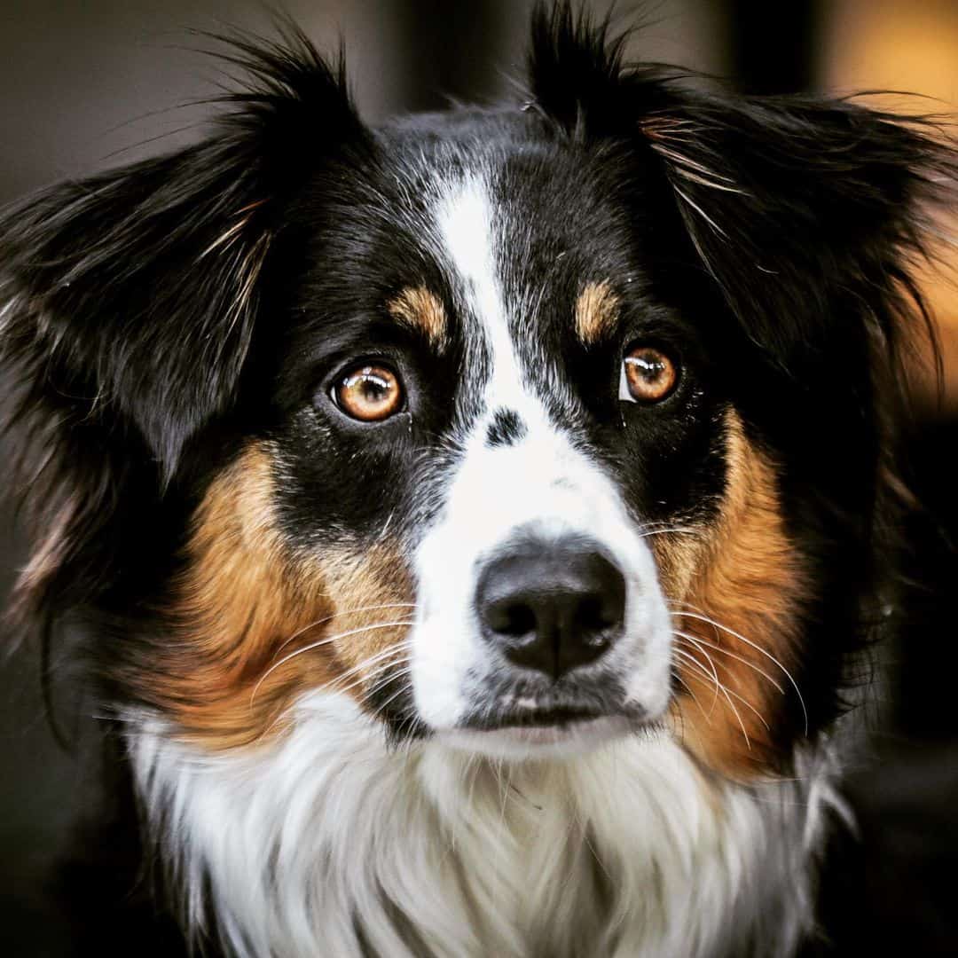 Featured image of post The Best 7 Blue Merle Australian Shepherd Border Collie Mix Brown