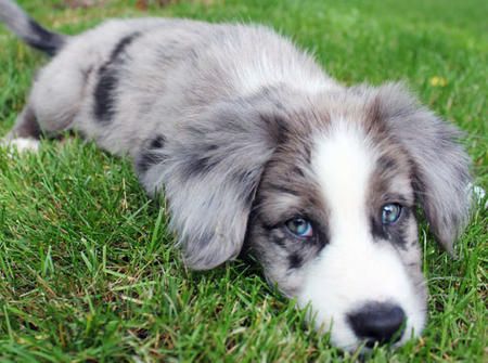 Featured image of post View 6 Blue Merle Australian Shepherd Border Collie Puppy