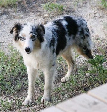 Featured image of post The Best 15 Blue Merle Australian Shepherd Cross Border Collie