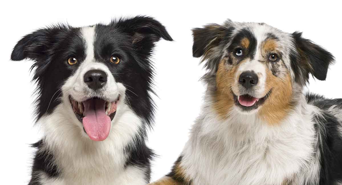 Featured image of post View 9 Blue Merle Border Collie Vs Australian Shepherd