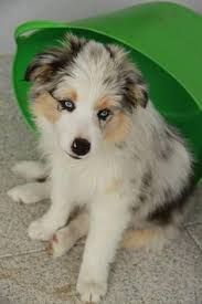 Featured image of post View 9 Blue Merle Tricolor Border Collie Puppy