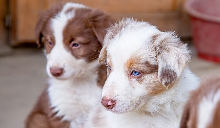 Featured image of post The Best 15 Border Collie Australian Shepherd Blue Merle Border Collie Australian Shepherd German Shepherd