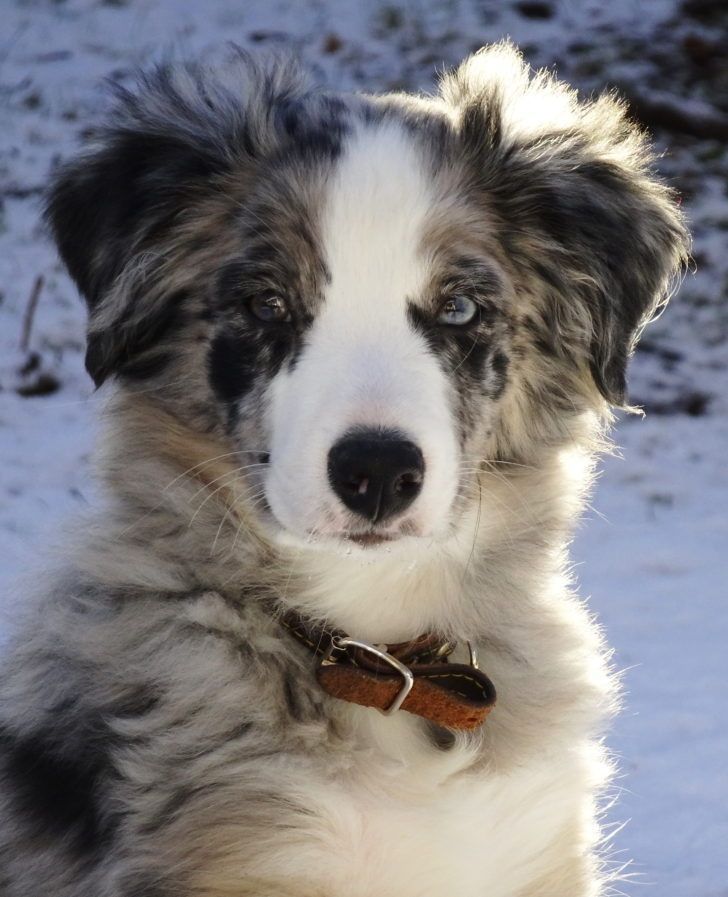 pix Border Collie Australian Shepherd Blue Merle Border Collie Australian Shepherd German Shepherd blue merle australian shepherd