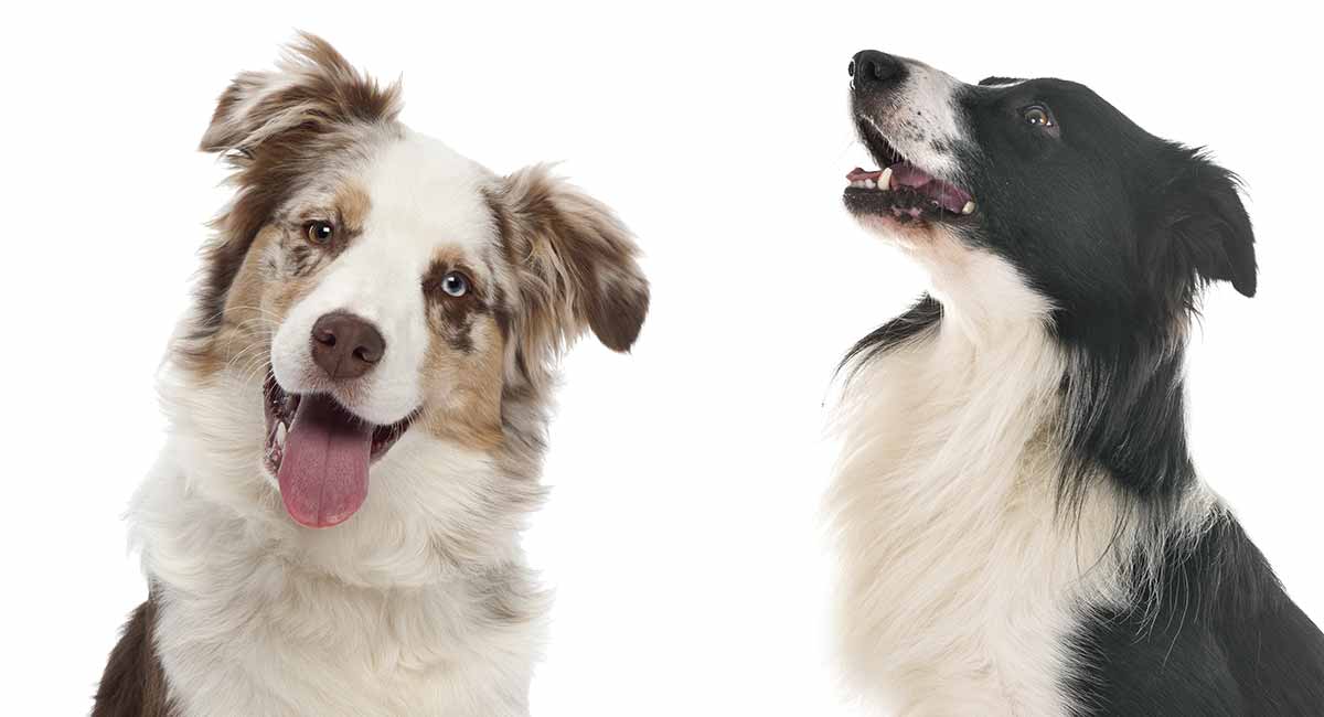 pic Border Collie Australian Shepherd Blue Merle Border Collie Australian Shepherd German Shepherd border collie australian shepherd mix