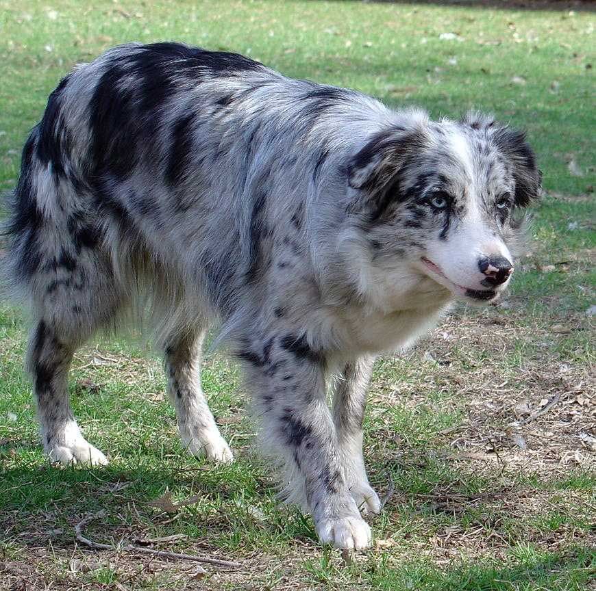 picture Border Collie Australian Shepherd Blue Merle Border Collie Australian Shepherd German Shepherd 17 australian shepherds mixed with