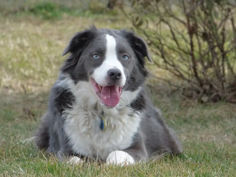 images Border Collie Australian Shepherd Blue Merle Border Collie Australian Shepherd German Shepherd border collie australian shepherd mix