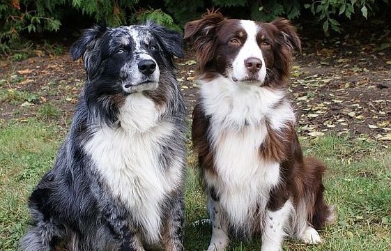 pics Border Collie Australian Shepherd Blue Merle Border Collie Australian Shepherd German Shepherd border collie australian shepherd mix