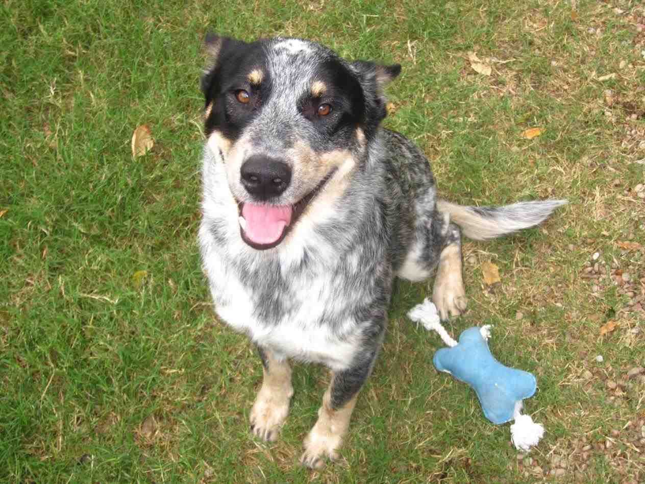 Featured image of post The Best 7 Border Collie Blue Heeler And Australian Shepherd Mix