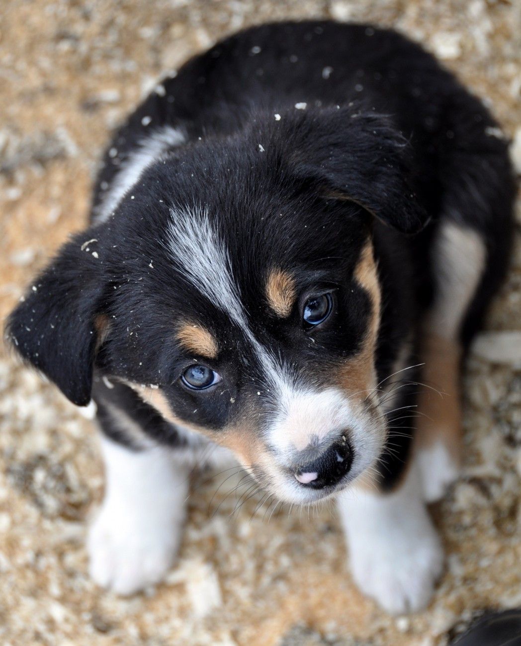 Featured image of post View 6 Border Collie Blue Heeler Corgi Mix