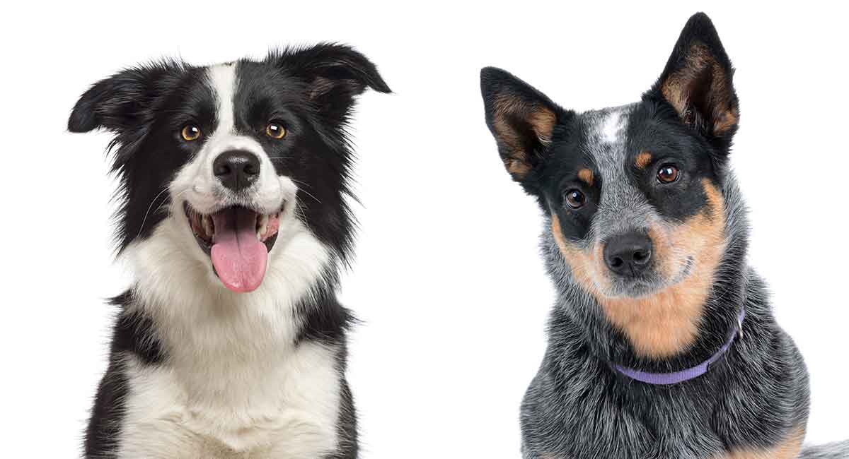 Featured image of post View 6 Border Collie Blue Heeler Kelpie