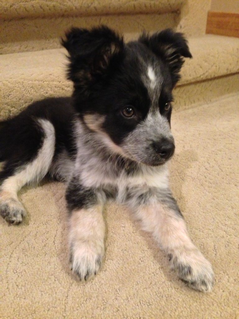 Featured image of post The Best 8 Border Collie Blue Heeler Mix For Sale