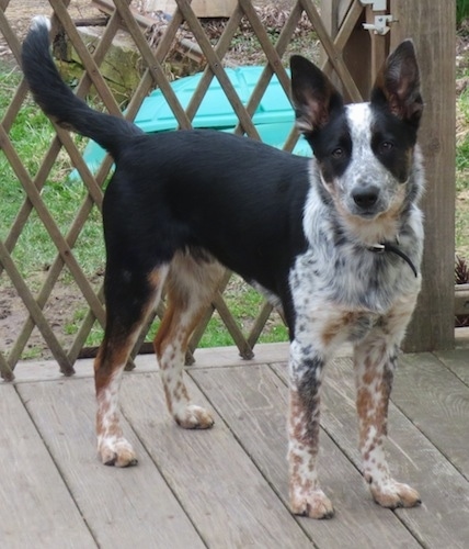 Featured image of post The Best 8 Border Collie Blue Heeler Mix White