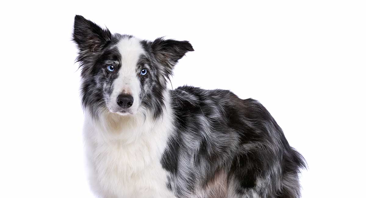 Featured image of post The Best 15 Border Collie Blue Merle Dog