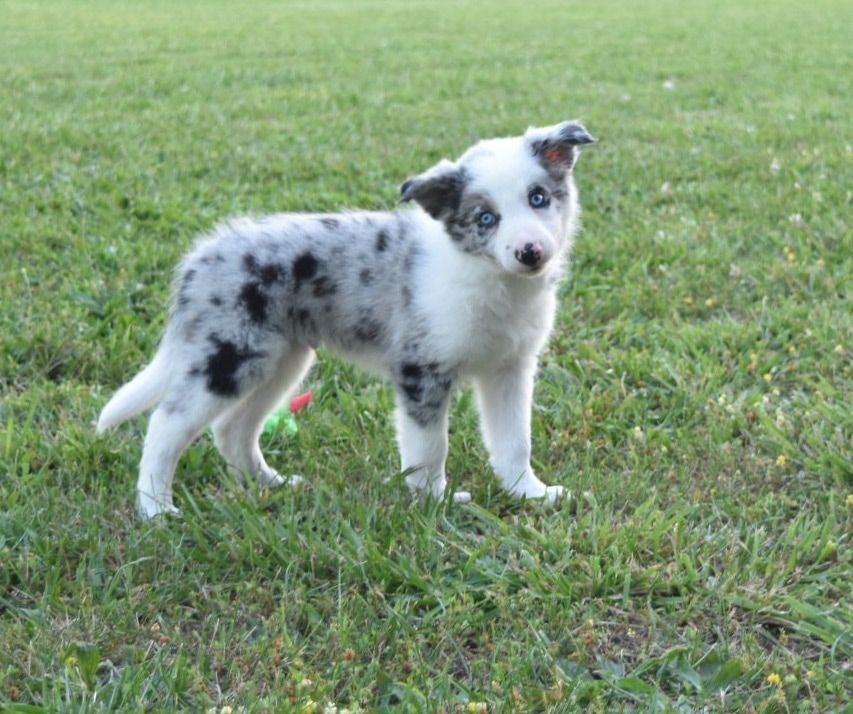 Featured image of post The Best 10 Border Collie Blue Merle For Sale