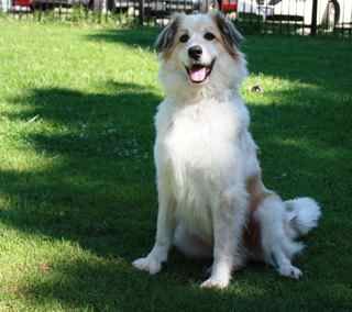 Featured image of post View 5 Border Collie Blue Merle Great Pyrenees