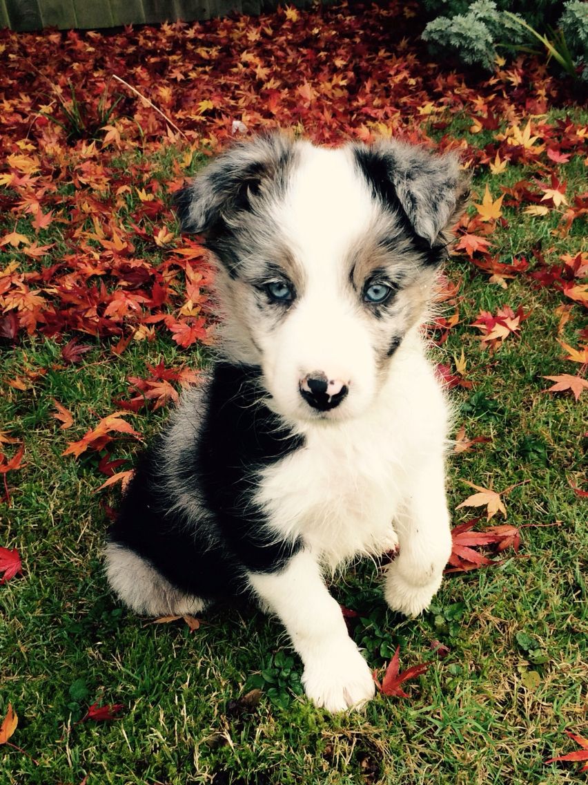 Featured image of post The Best 14 Border Collie Blue Merle Puppy