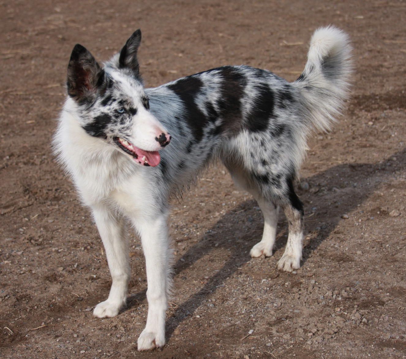 Featured image of post View 13 Border Collie Blue Merle Short Hair