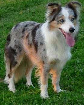 Featured image of post View 8 Border Collie Blue Merle Tricolor Cachorro