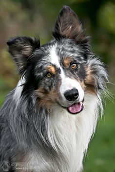 Featured image of post View 6 Border Collie Blue Merle Tricolor Filhote