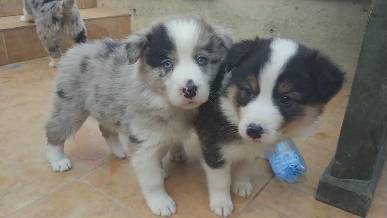 Featured image of post The Best 8 Border Collie Blue Merle Tricolor Hodowla