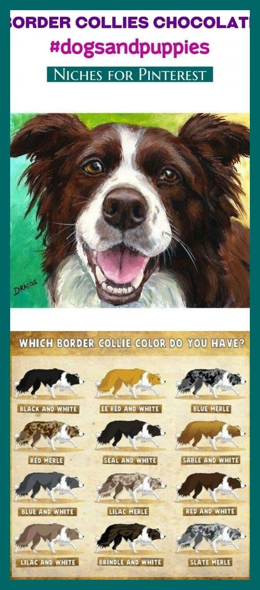 Featured image of post View 7 Border Collie Blue Merle Tricolor Pelo Corto