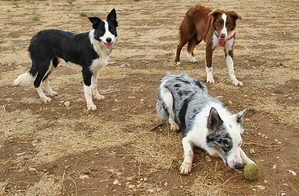 pic Border Collie Blue Merle Tricolor Pelo Corto border collie lo que debes saber de