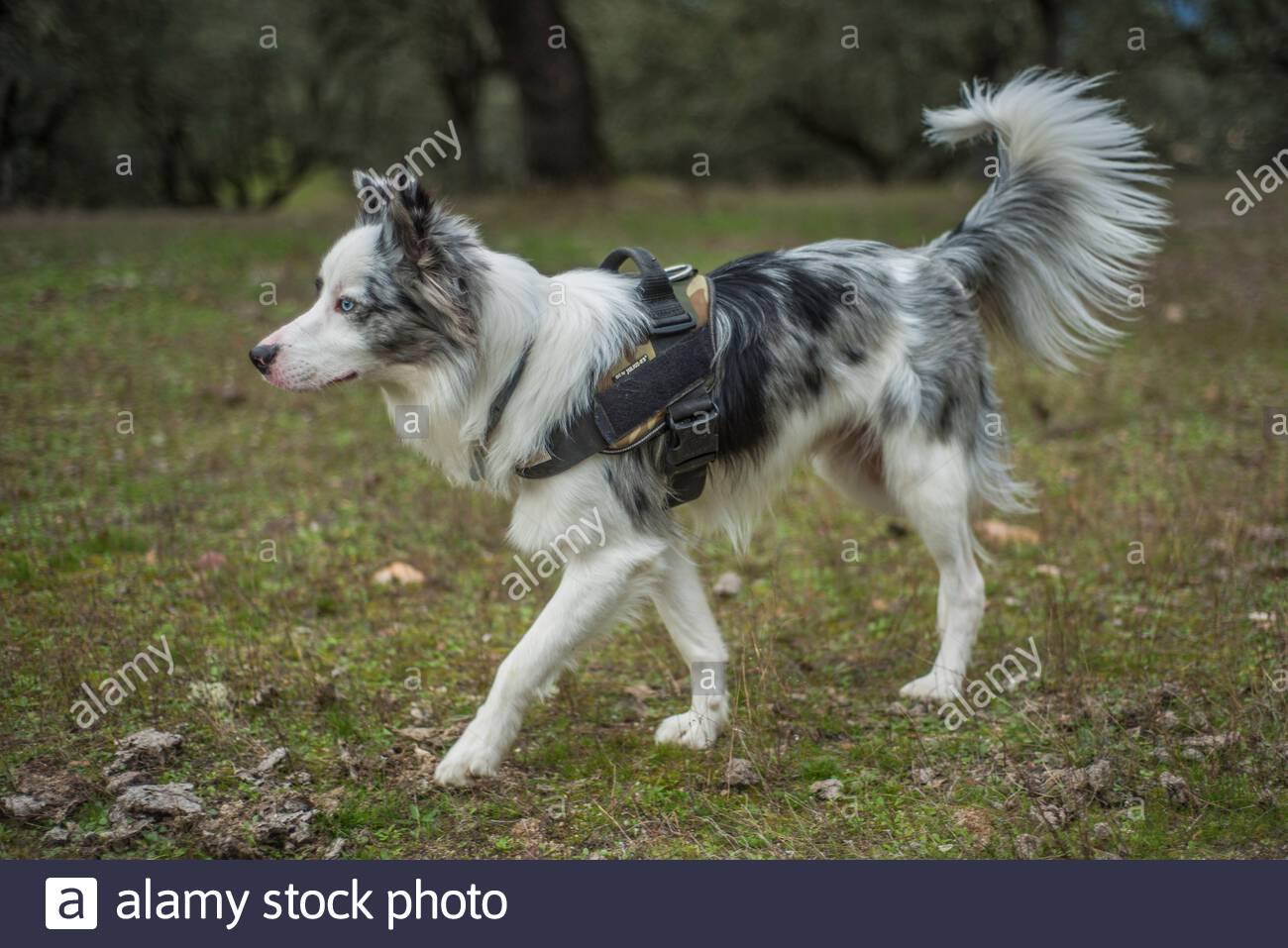 pix Border Collie Blue Merle Tricolor Pelo Corto pinterest