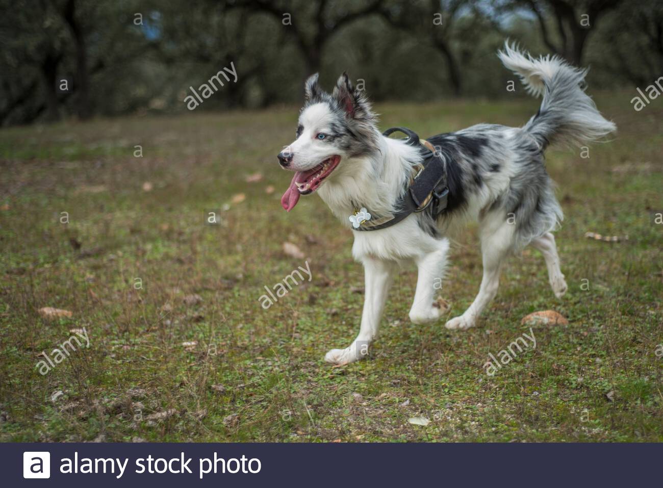 pic Border Collie Blue Merle Tricolor Pelo Corto colores en el border collie www