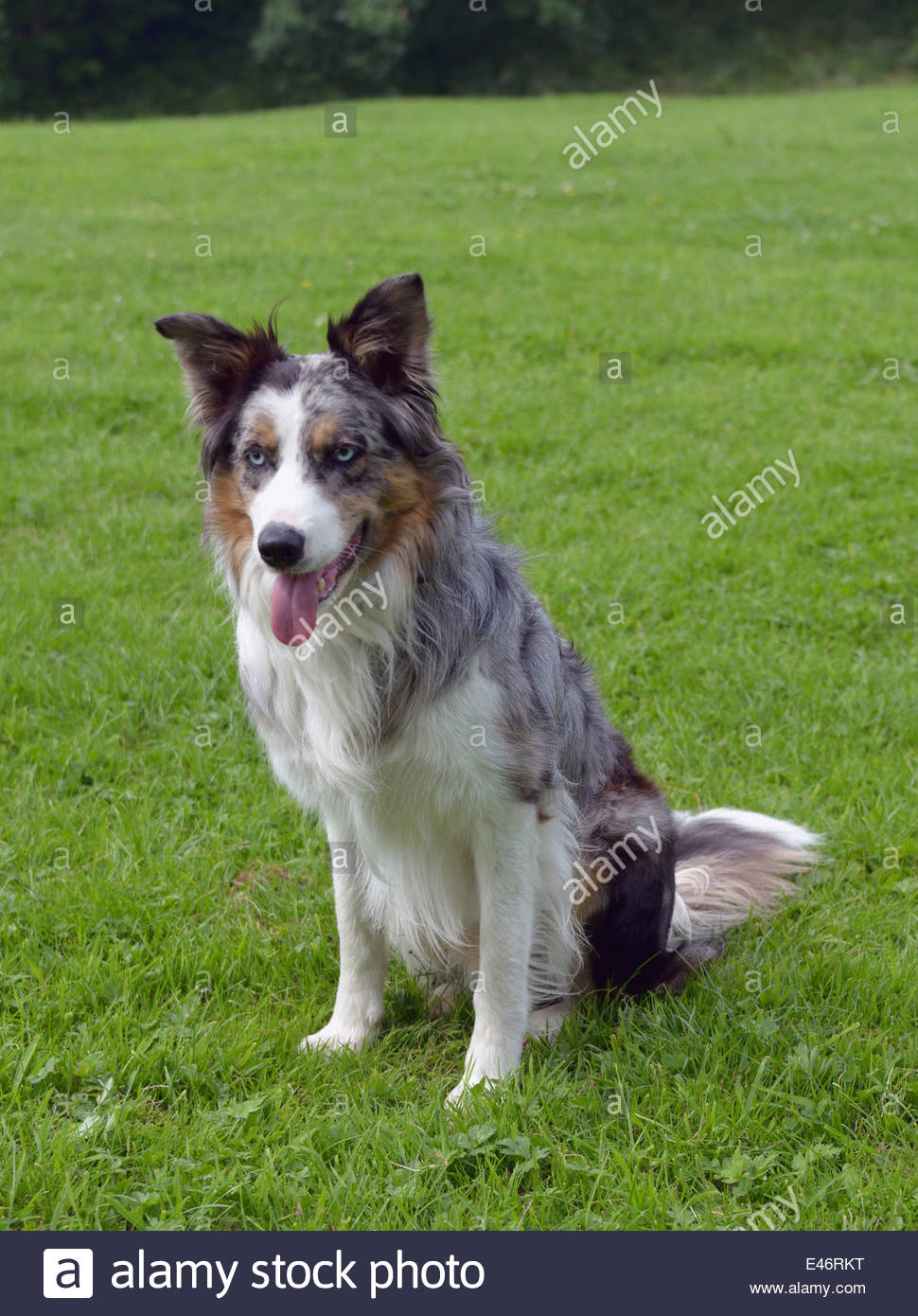 picture Border Collie Blue Merle Tricolor Pelo Corto border collie todo sobre la raza