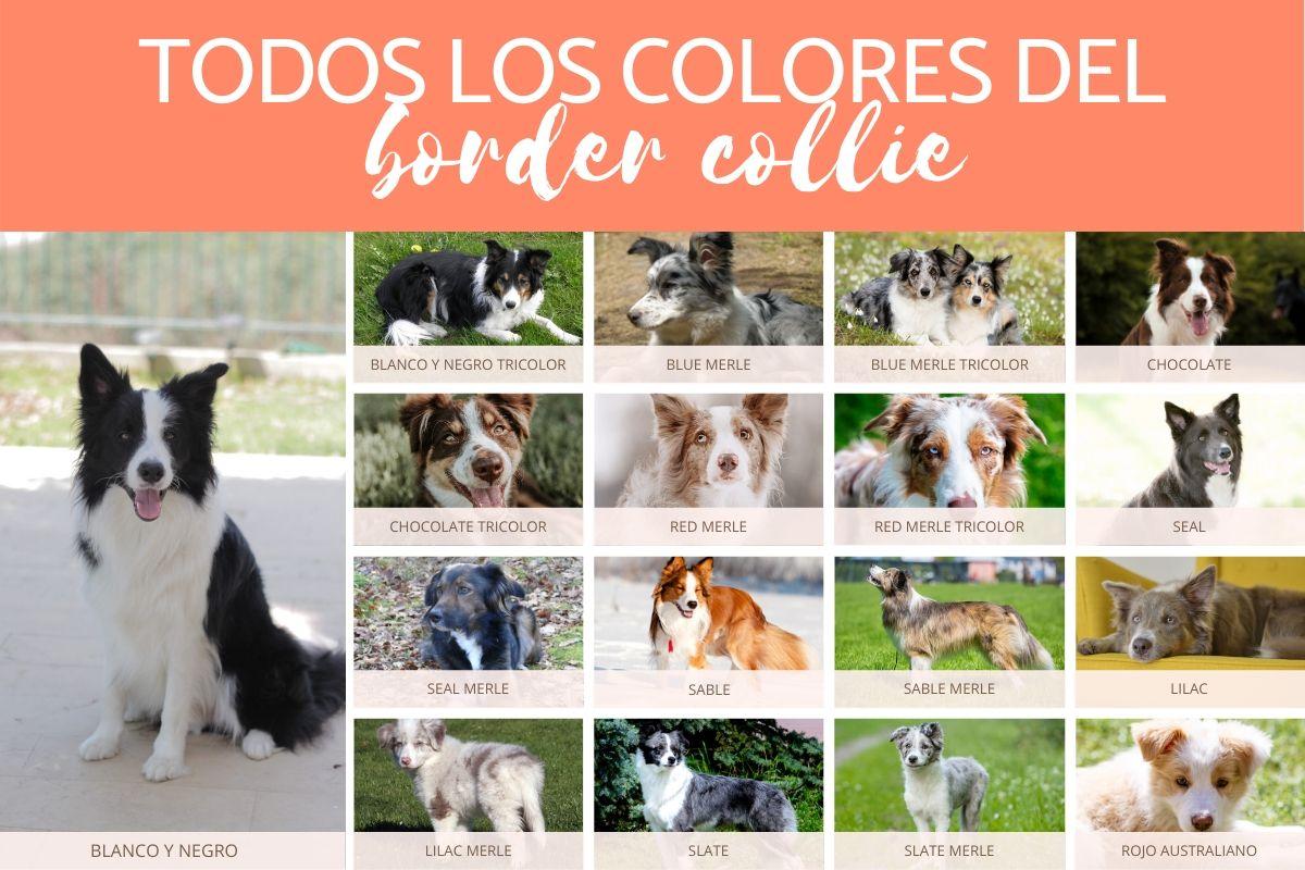pic Border Collie Blue Merle Tricolor Pelo Corto colores del border collie todos los