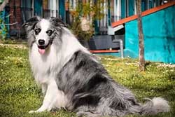 pic Border Collie Blue Merle Tricolor Pelo Corto https www alamy com border collie blue merle in the green field with trees image336494009 html