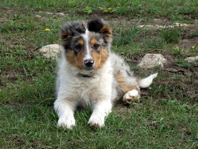 Featured image of post The Best 10 Border Collie Blue Merle Tricolor Pup