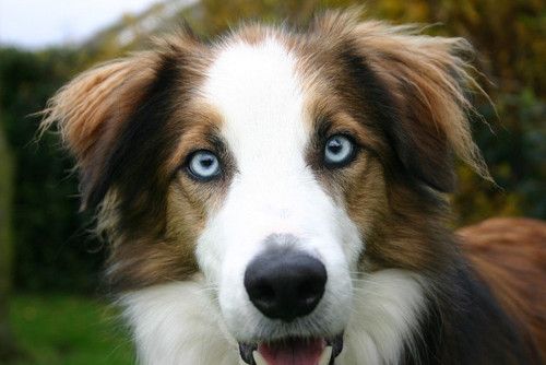 Featured image of post View 12 Chocolate Border Collie Blue Eyes