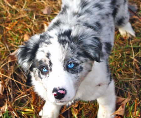 Featured image of post View 8 Cute Puppies Border Collie Puppy Blue Eyes