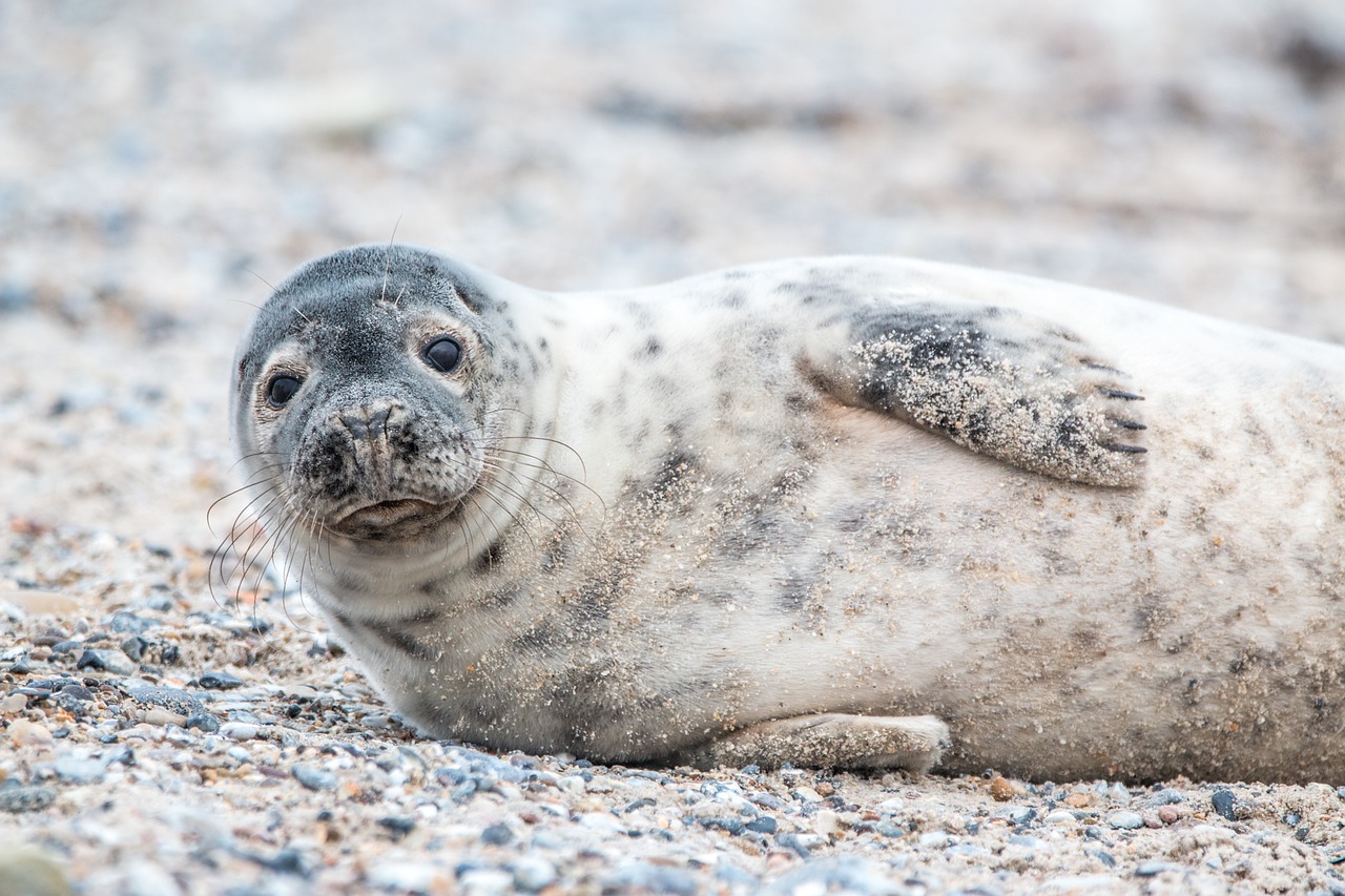 Featured image of post View 14 Cute Seal Names