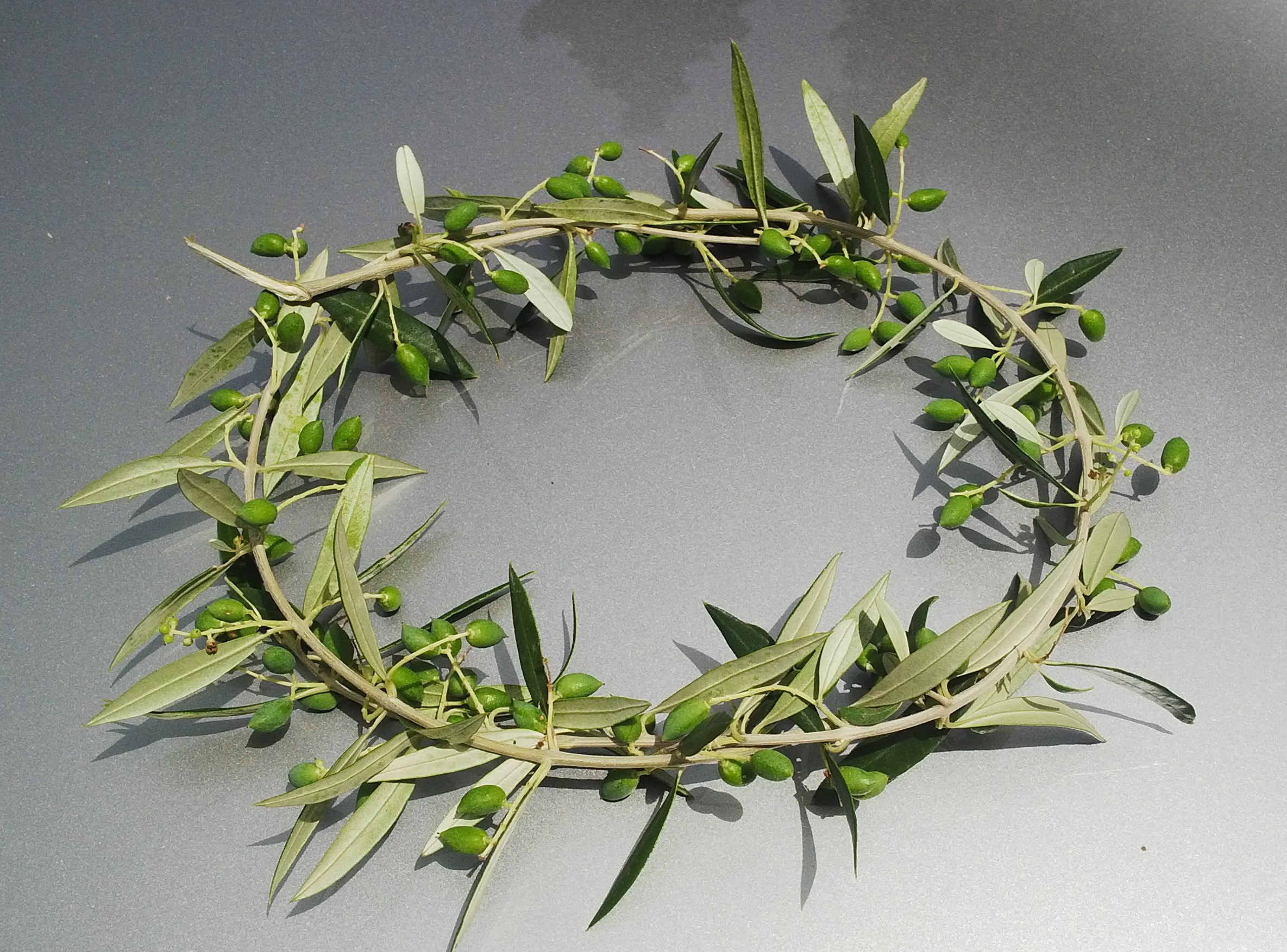 Featured image of post The Best 6 Olympic Olive Wreath Crown