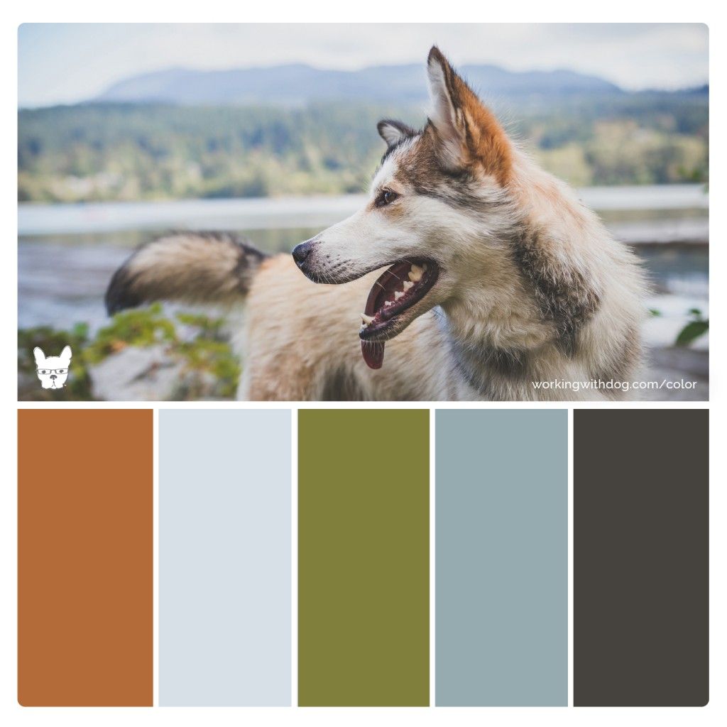 Featured image of post The Best 10 Outdoor Brand Color Palette