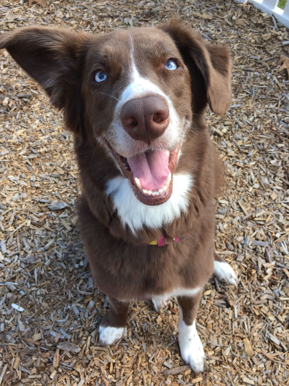 Featured image of post View 14 Red Border Collie Blue Eyes