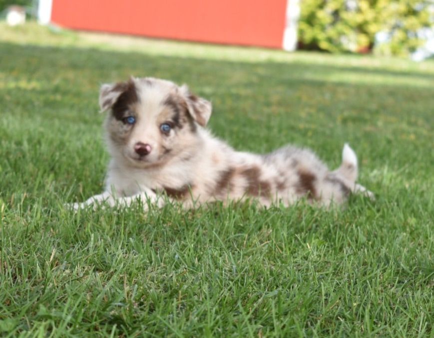 Featured image of post View 9 Red Merle Border Collie Blue Eyes