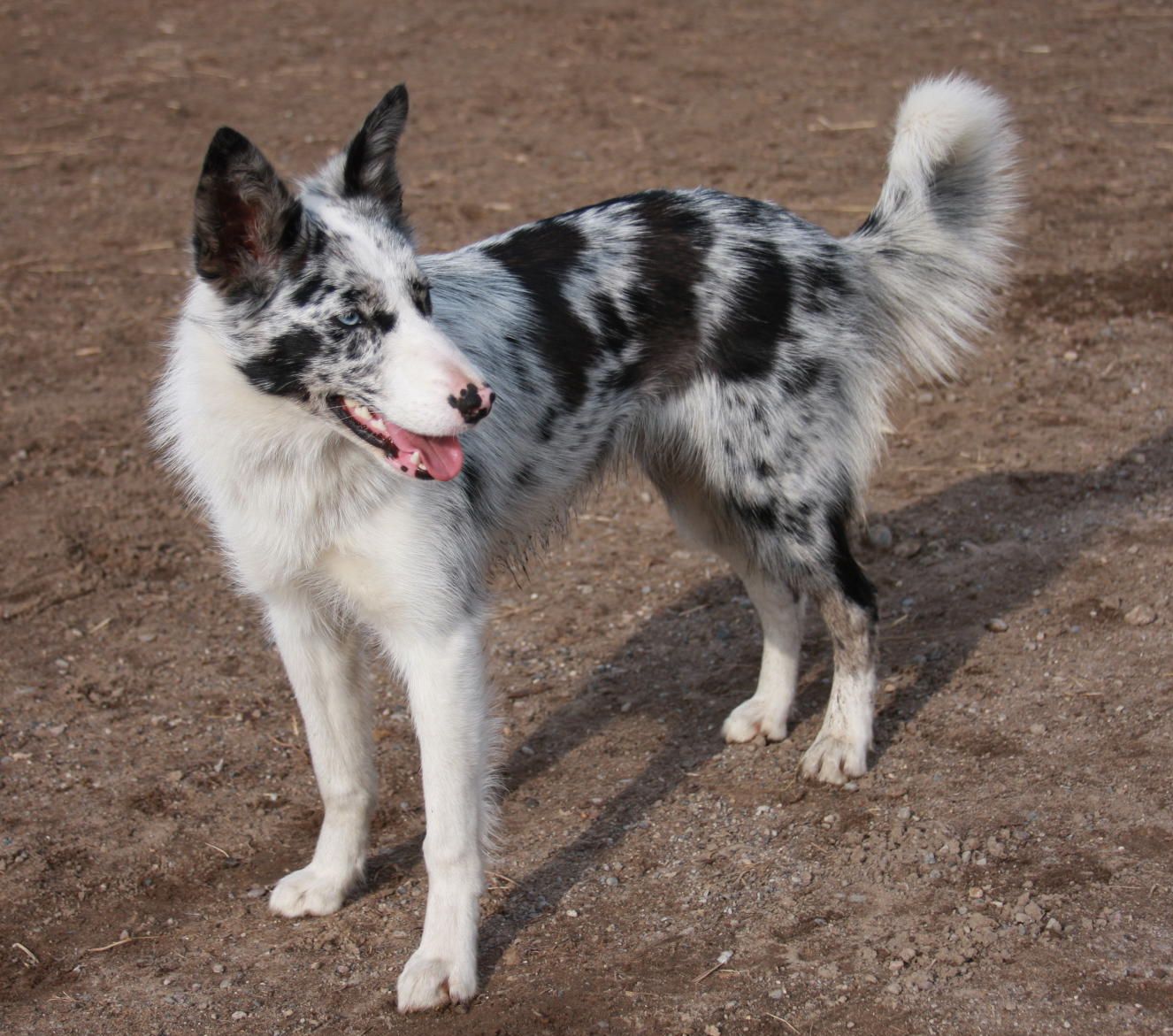 Featured image of post The Best 15 Short Hair Blue Merle Border Collie Puppy