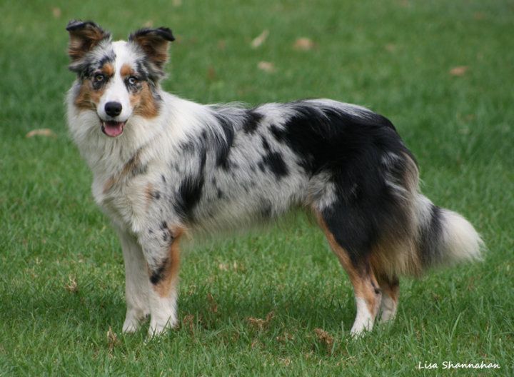 Featured image of post View 5 Tri Blue Merle Border Collie Puppy