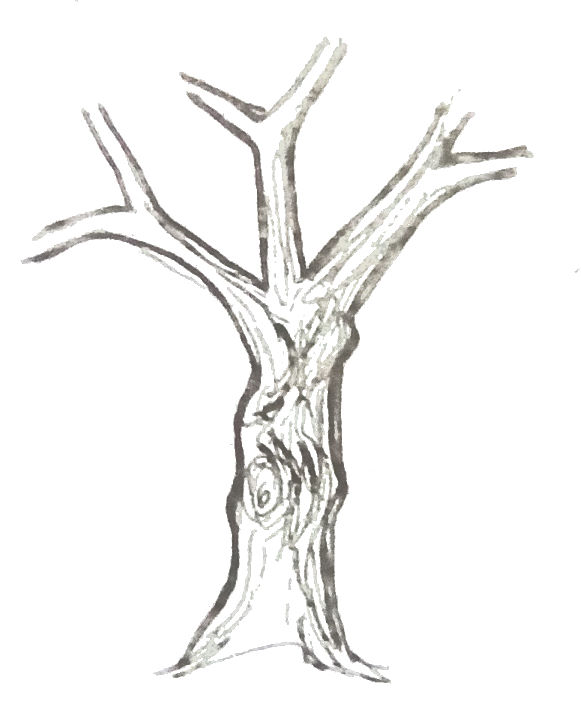 Featured image of post The Best 10 Tronco D&#039;albero Disegno