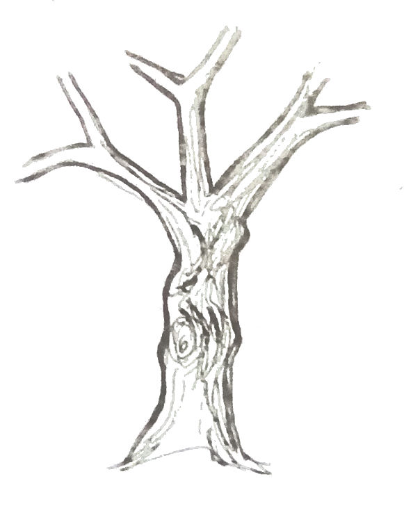 Featured image of post The Best 12 Tronco Di Un Albero Disegno